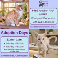Photo of Conchetta ** 2nd Chance Cat Rescue **