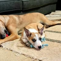 Photo of Maple