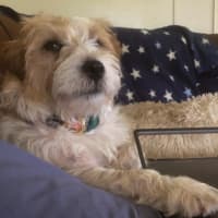 Photo of Benji