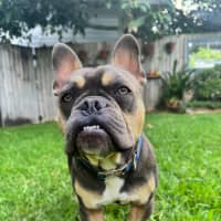 Photo of Nugget   2 Year Old French Bulldog X