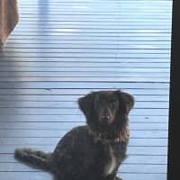 Photo of Socks – 1 Year Old Dachshund