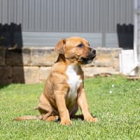 Photo of Brownie