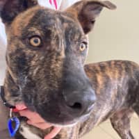 Photo of Dapper   7 Month Old Staffy X