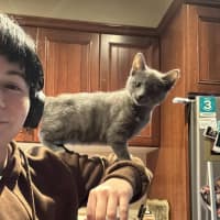 Photo of Artemis   Located In Preston