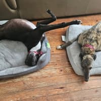 Photo of Roxy (With Rocky)