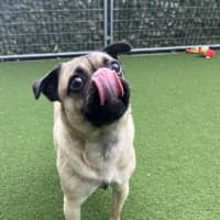 Photo of Pugsley