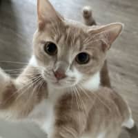 Photo of Daphne   Now At Pet Quarters Glendale