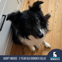 Photo of Moose   2 Year Old Border Collie