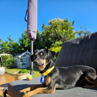 Photo of Louie  9 Month Old Chihuahua X Dachshund 