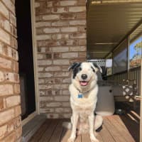 Photo of Spotty
