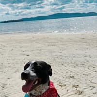 Photo of Arlo   5 Year Old Staffy X