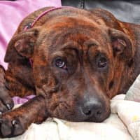 Photo of Coco Chanel