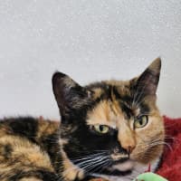 Photo of 🌖 Agatha 6518 🌖