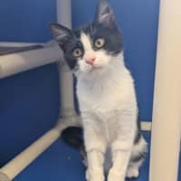 Photo of Oreo