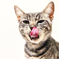 Photo of Talking Tom
