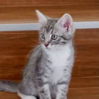 Photo of Ollie And Mowgli