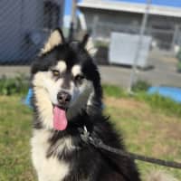 Photo of Hercules (66657)