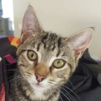 Photo of Waffles