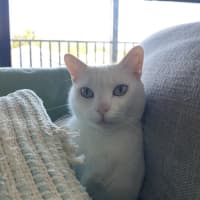 Photo of Snowy