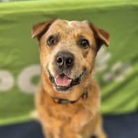 Photo of Red Dog