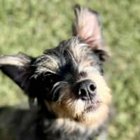 Photo of Dizzy Rascal