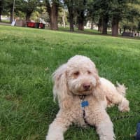 Photo of Gnocchi Russelton