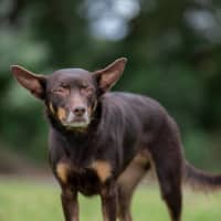 Photo of Echo