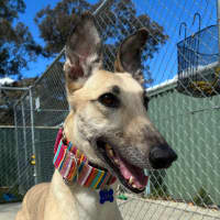 Photo of Luna The Greyhound
