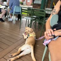 Photo of Meatball