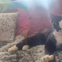 Photo of Cain (0004)