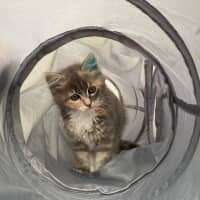 Photo of Milli