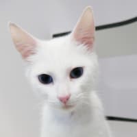 Photo of Ivory Rsta015164