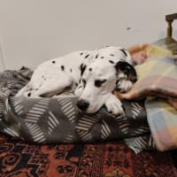 Photo of Cookie