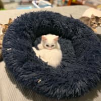 Photo of Pickle
