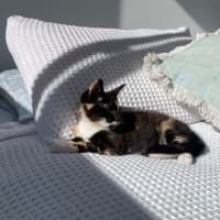 Photo of Poppy