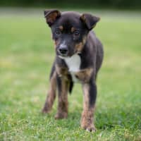 Photo of Ziggy