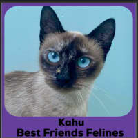 Photo of Kahu