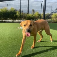 Photo of Peach Imp 1711