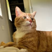 Photo of Basil * 9 Lives Project Rescue*
