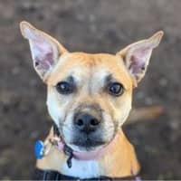 Photo of Polly