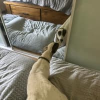 Photo of Dixie, The Greyhound