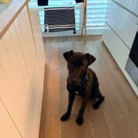 Photo of Baxter