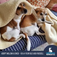 Photo of Willow & Chico