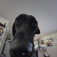 Photo of Bagheera (Mia)