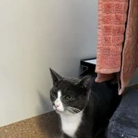 Photo of Scooter