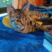 Photo of Shira 