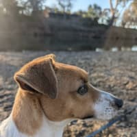 Photo of Chip