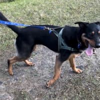 Photo of Maggie   2 Year Old Shepherd X Rottweiler (Trial)