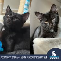 Photo of Tippa & Sooty   4 Month Old Domestic Short Hair