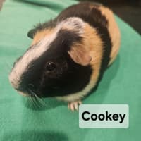 Photo of Cookey